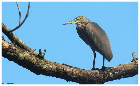 Chintamoni Kar Bird Sanctuary